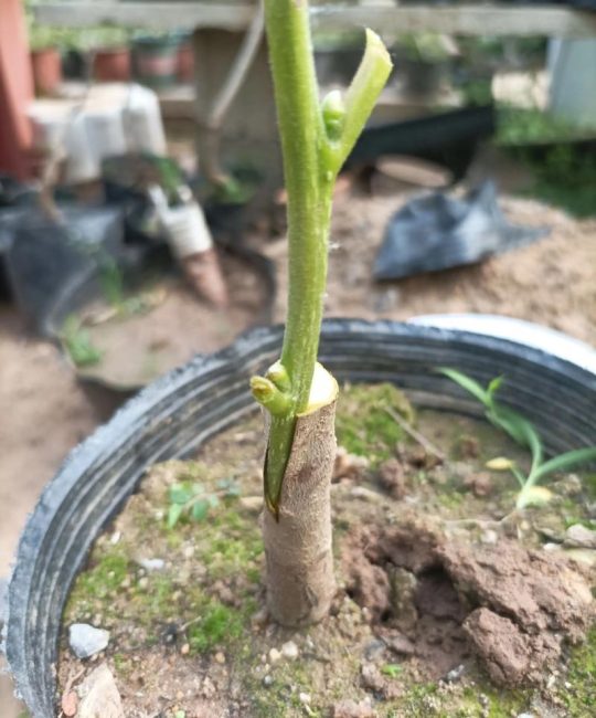 柿子树嫁接最佳时间：春季萌芽前成活率最高，夏末秋初次之
