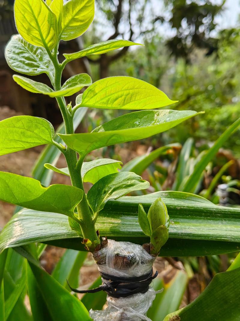 柿子树嫁接最佳时间:春季萌芽前成活率最高,夏末秋初次之 嫁接成活率的核心操作要点