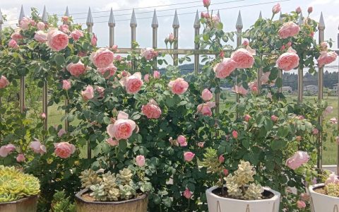 月季花什么时候移栽最好？换盆与移栽全指南