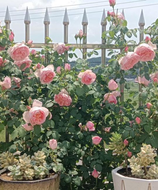 月季花什么时候移栽最好？换盆与移栽全指南