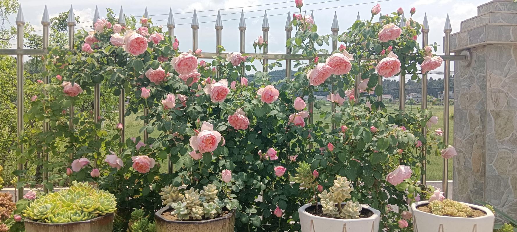 月季花什么时候移栽最好?换盆与移栽全指南 月季花什么时候移栽最好?换盆与移栽全指南
