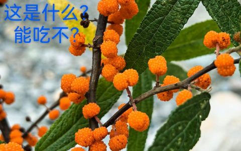 树莓在山东能种吗？气候适配性与栽培全指南