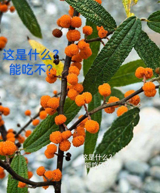 树莓在山东能种吗？气候适配性与栽培全指南