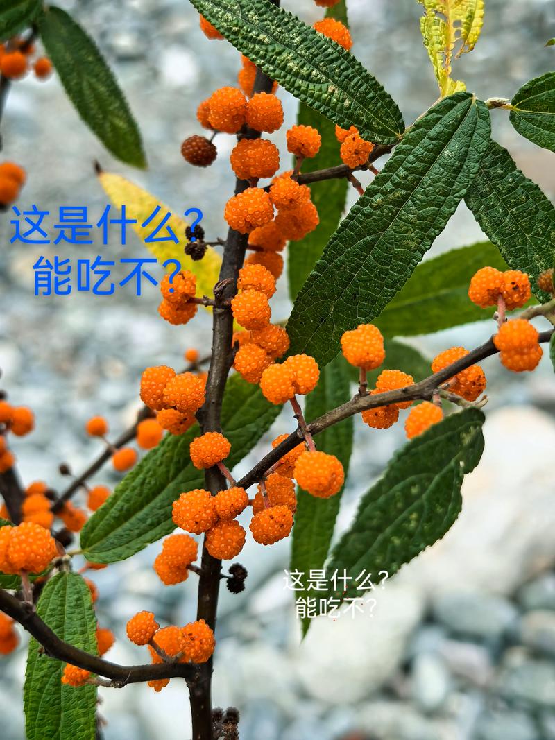 树莓在山东能种吗?气候适配性与栽培全指南 树莓在山东能种吗?气候适配性与栽培全指南