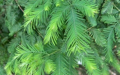 池杉与水杉区别对比：6大维度深度解析与种植指南