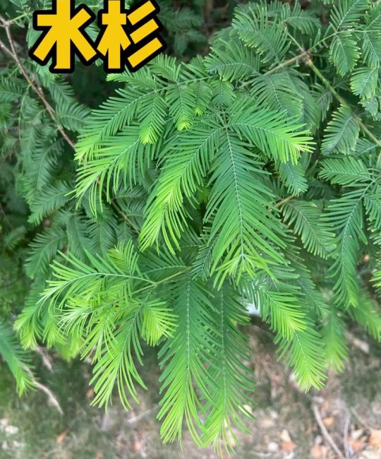 池杉与水杉区别对比：6大维度深度解析与种植指南