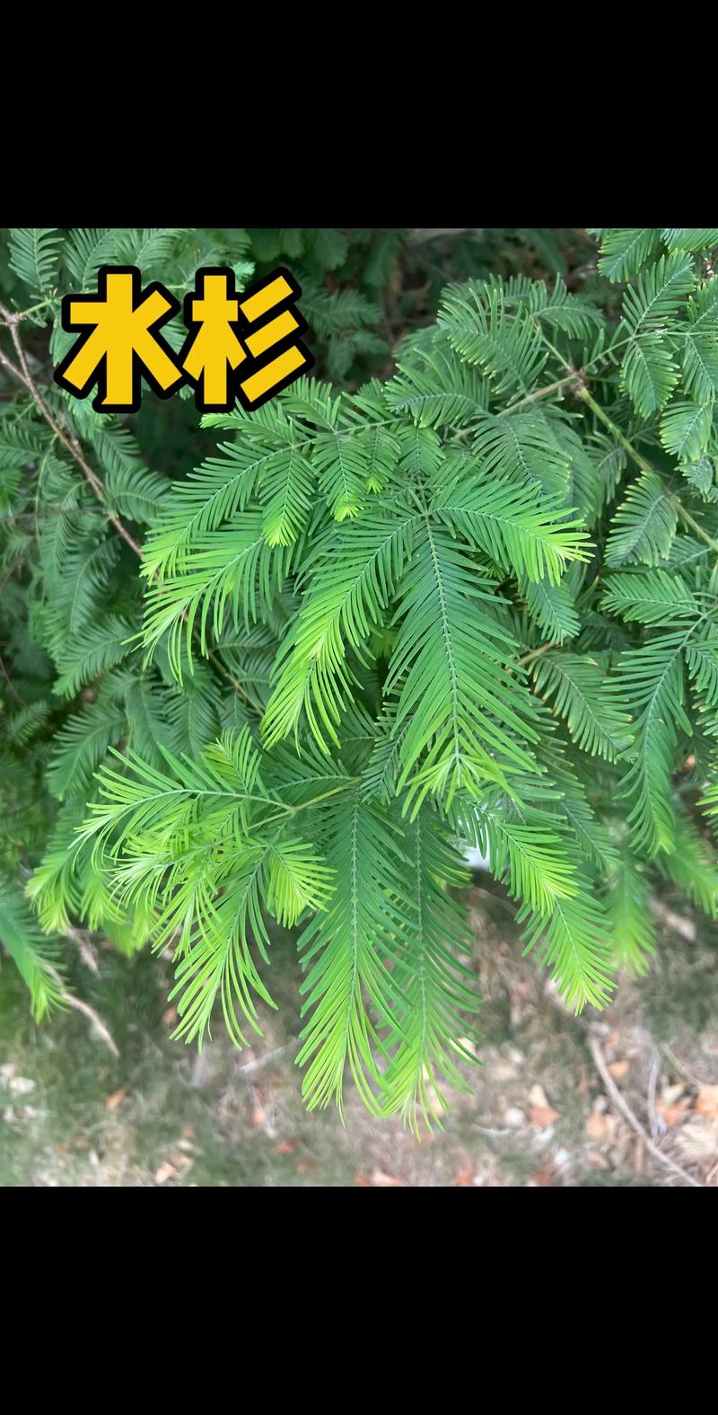 池杉与水杉区别对比：6大维度深度解析与种植指南