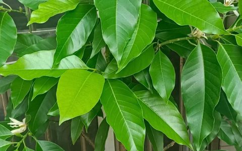 白兰花盆栽养护指南：难度评估与科学养护全攻略