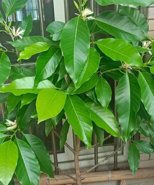白兰花盆栽养护指南：难度评估与科学养护全攻略
