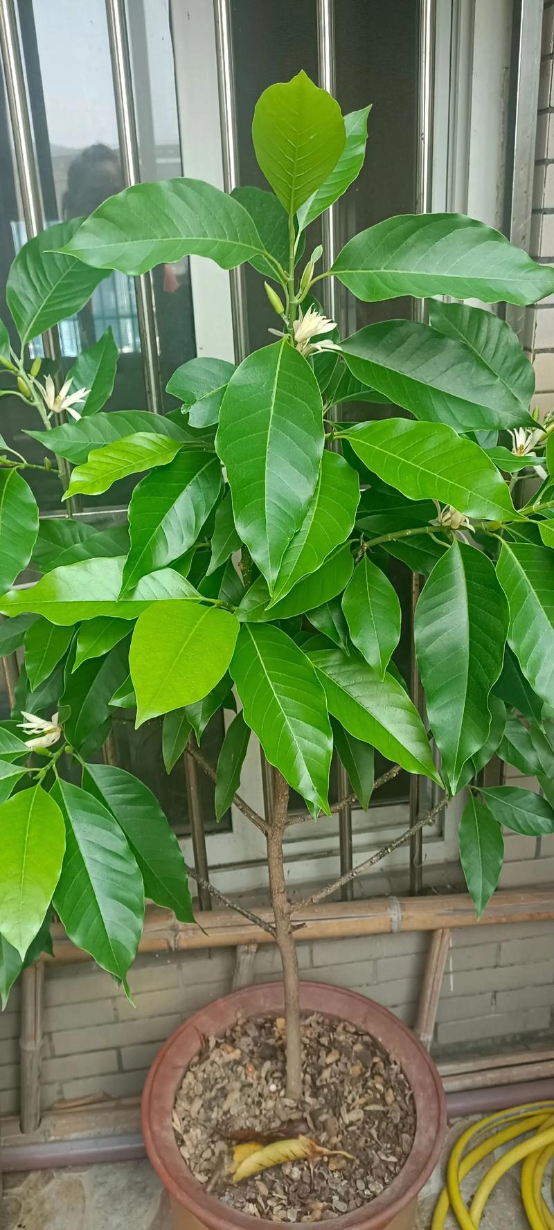 白兰花盆栽养护指南:难度评估与科学养护全攻略 白兰花盆栽养护指南:难度评估与科学养护全攻略