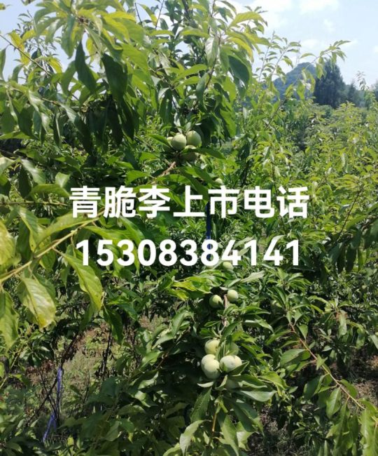 青脆李苗多少钱一株？2024年价格参考与影响因素详解