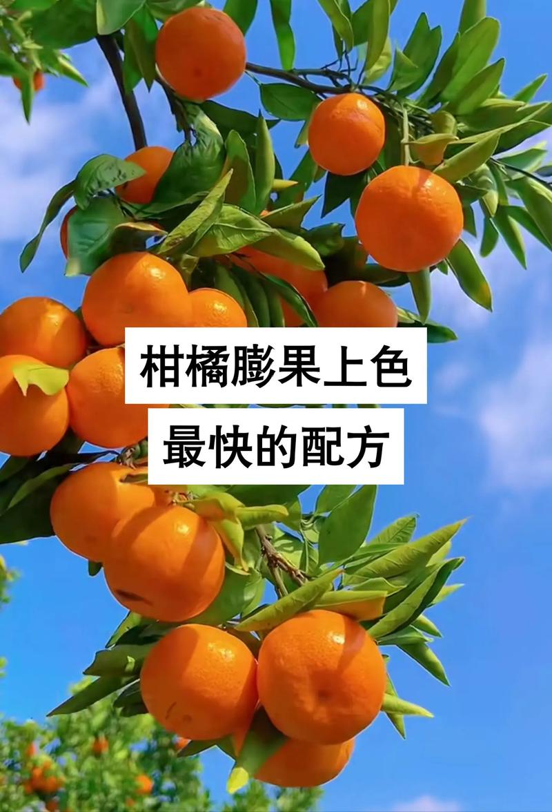 桔子挂果期施什么肥?科学促果膨大与增甜方案 挂果期施肥常见误区与解决方案