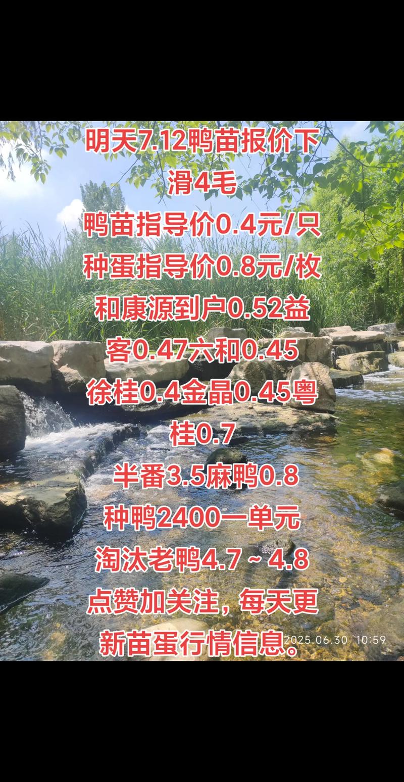 鸭苗批发价多少钱一只？品种、季节、数量如何影响报价