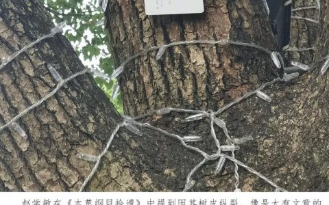 樟树根系发达吗？全面解析其特点与园艺种植技巧
