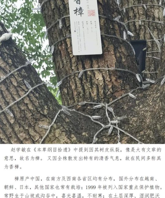 樟树根系发达吗？全面解析其特点与园艺种植技巧