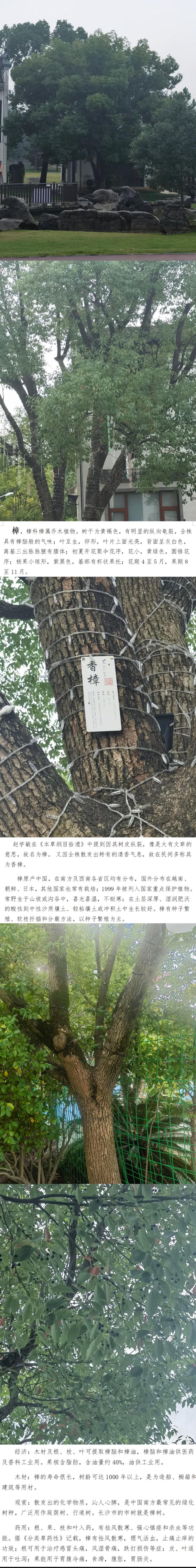 樟树根系发达吗?全面解析其特点与园艺种植技巧 引言:一个常见的园艺疑问