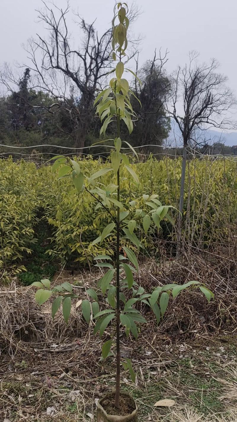 樟树根系发达吗?全面解析其特点与园艺种植技巧 结语