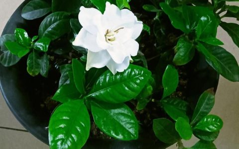 栀子花有毒吗？适合在室内养吗？科学养护指南