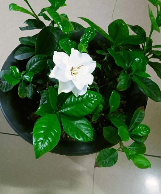 栀子花有毒吗？适合在室内养吗？科学养护指南