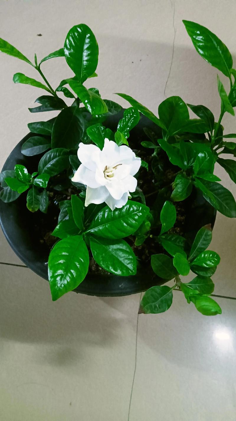 栀子花有毒吗?适合在室内养吗?科学养护指南 栀子花有毒吗?适合在室内养吗?科学养护指南