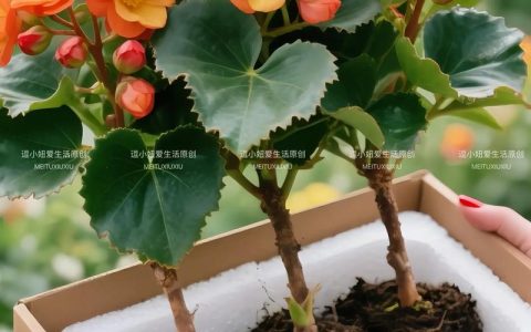 四季海棠花怎么养？掌握6大养护要点，四季花开满盆