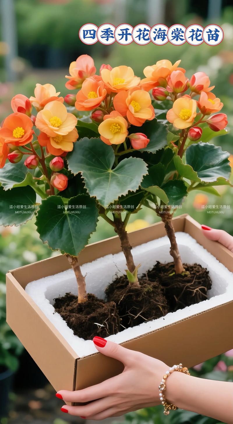 四季海棠花怎么养?掌握6大养护要点,四季花开满盆 四季海棠花怎么养?掌握6大养护要点,四季花开满盆