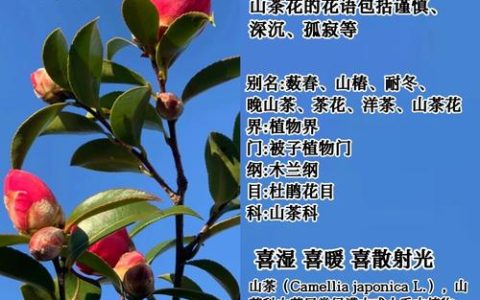 茶花的花语和寓意详解：高洁之美的象征与花期养护指南