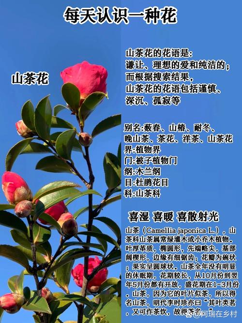 茶花的花语和寓意详解：高洁之美的象征与花期养护指南