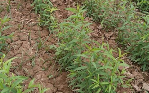 桃树苗六月份栽种完全可行，成活率可达90%以上