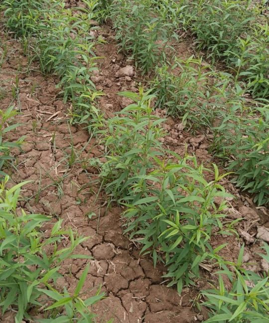 桃树苗六月份栽种完全可行，成活率可达90%以上