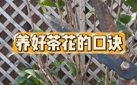 山茶花的叶子能做茶叶吗？——家庭园艺师必读的科普与养护指南