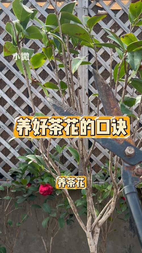 山茶花的叶子能做茶叶吗?——家庭园艺师必读的科普与养护指南 品种基础档案