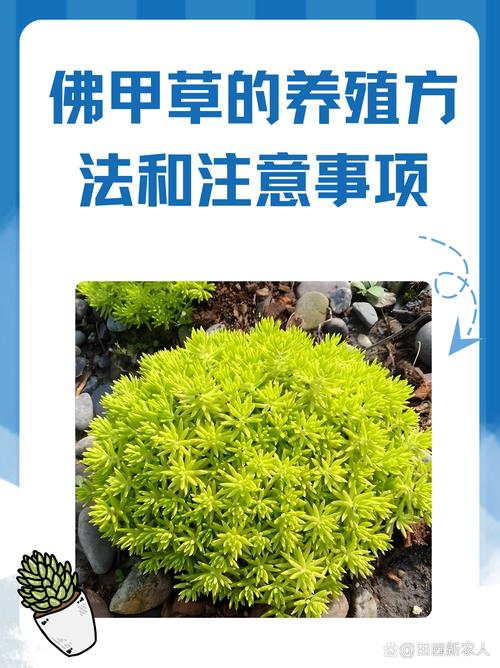 佛甲草适合室内养殖吗?阳台与室内养护指南 可能出现的问题与对策
