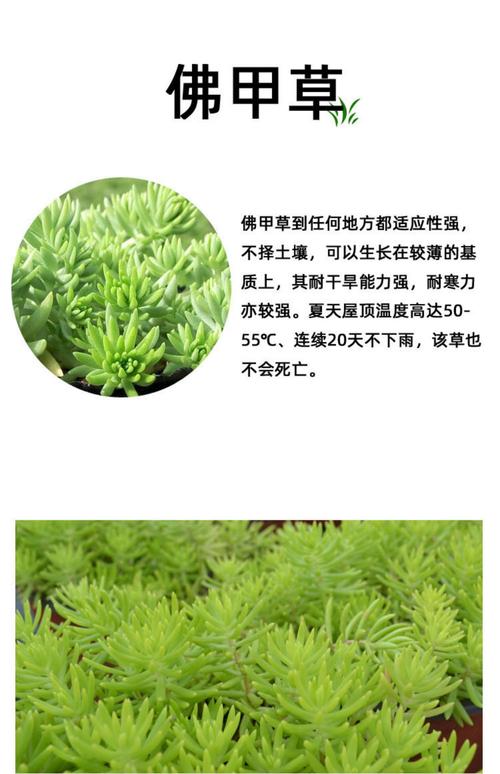 佛甲草适合室内养殖吗?阳台与室内养护指南 FAQ