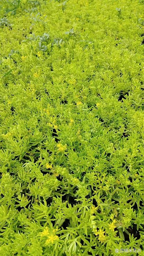 佛甲草适合室内养殖吗?阳台与室内养护指南 总结