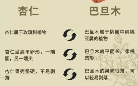 杏仁就是巴旦木吗？植物学与市场区别全解析
