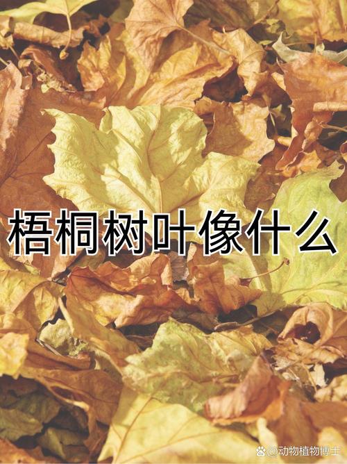 桐树的叶子像什么?——从形状到园艺的趣味解读 从叶子看园艺应用:桐树该种在哪儿?