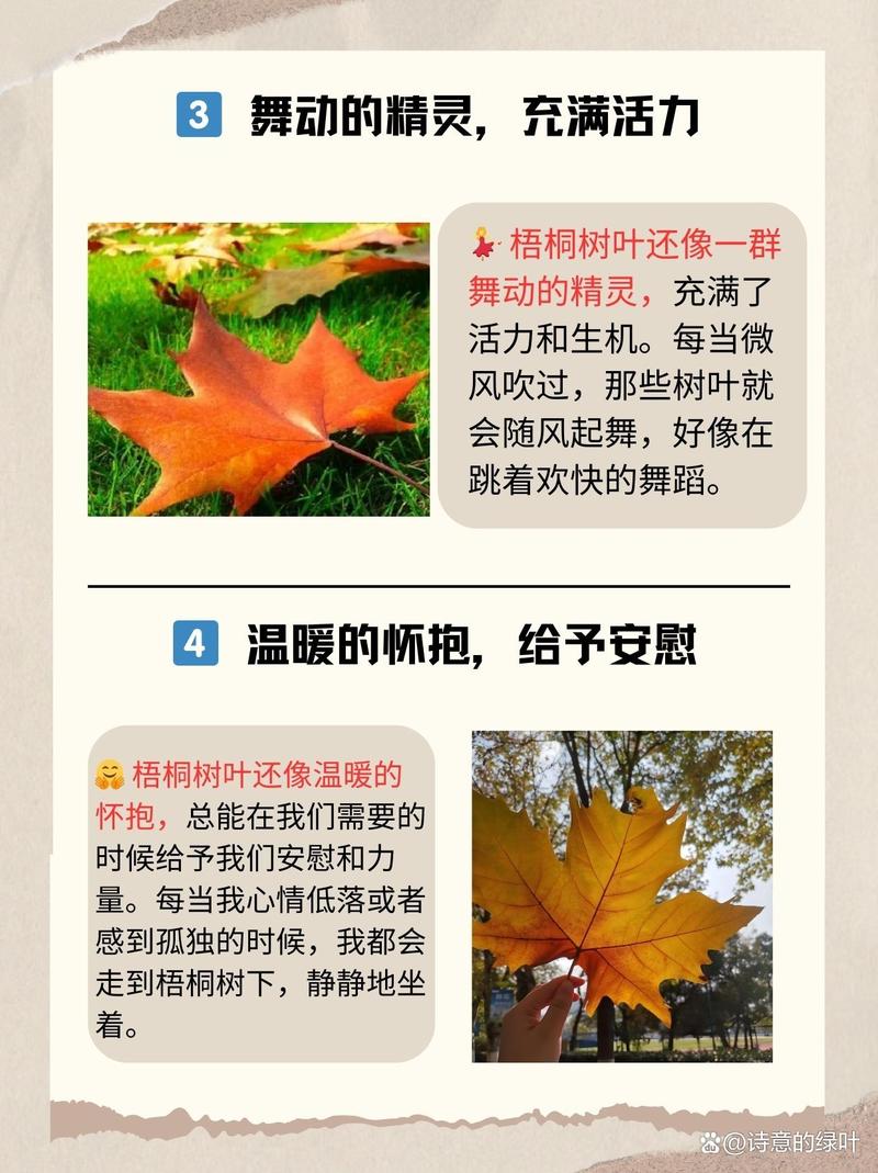 桐树的叶子像什么?——从形状到园艺的趣味解读 桐树叶子的其他趣味联想