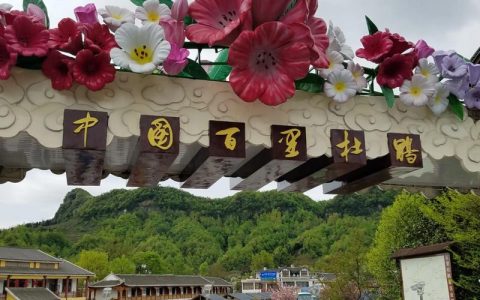 2026年贵州百里杜鹃最佳时间是什么时候？赏花全攻略与花期预测