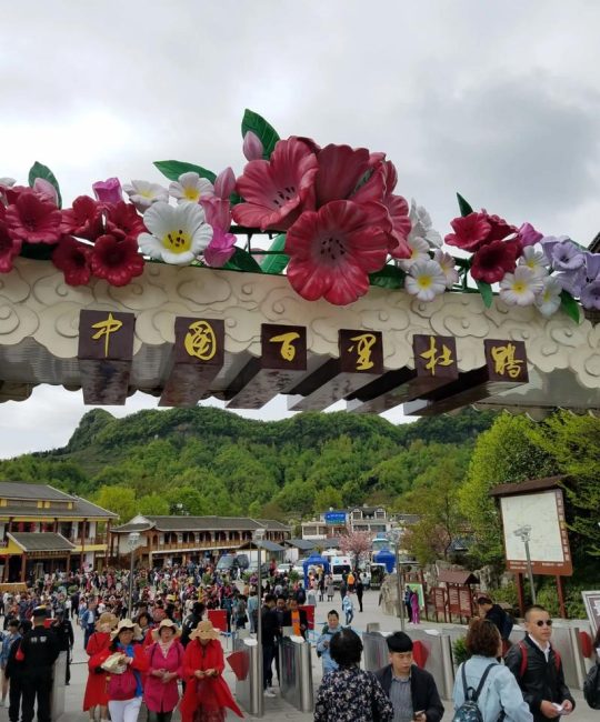 2026年贵州百里杜鹃最佳时间是什么时候？赏花全攻略与花期预测
