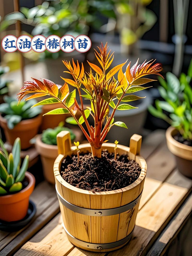 香椿树木质深度解析:从园艺种植到木材利用 香椿木与常见木材对比
