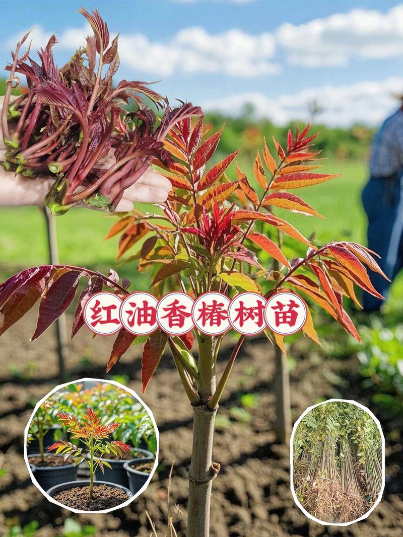 香椿树木质深度解析:从园艺种植到木材利用 结语