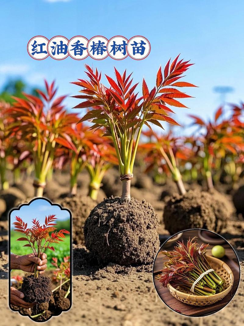 香椿树木质深度解析:从园艺种植到木材利用 园艺建议:打造“材菜双收”的香椿树