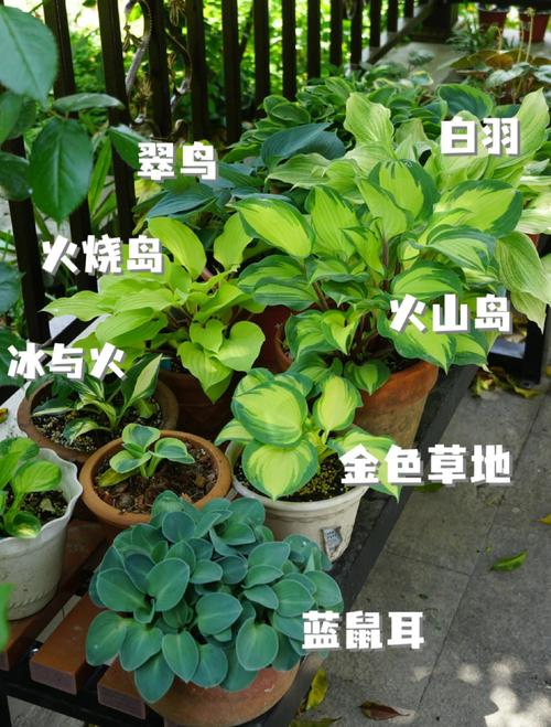 室内养玉簪花能四季常青吗？