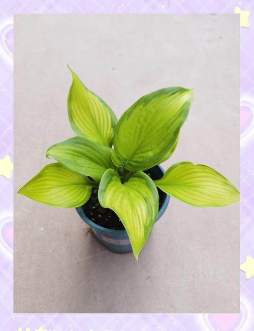 玉簪花是什么植物？