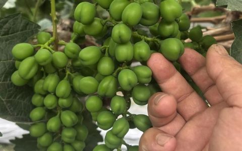 阳光玫瑰葡萄膨果期用什么肥料？科学配方与施肥技巧详解