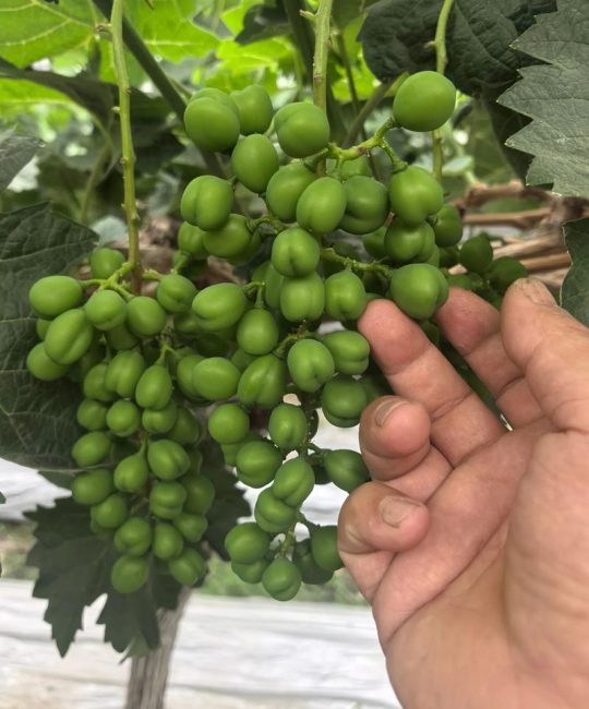 阳光玫瑰葡萄膨果期用什么肥料？科学配方与施肥技巧详解