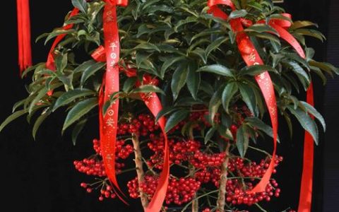 富贵籽盆栽植物怎么养：掌握“四喜三怕”轻松爆盆