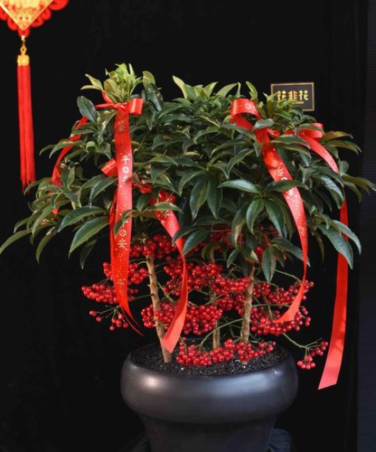 富贵籽盆栽植物怎么养：掌握“四喜三怕”轻松爆盆