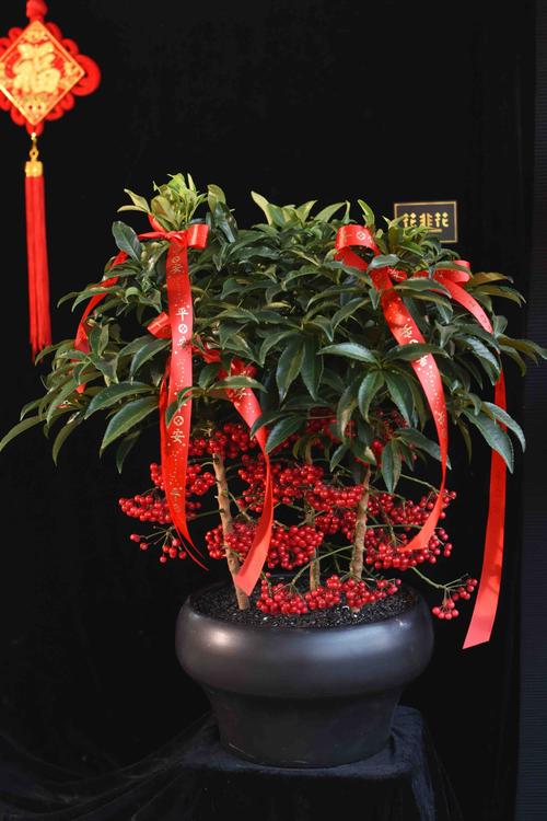 富贵籽盆栽植物怎么养：掌握“四喜三怕”轻松爆盆